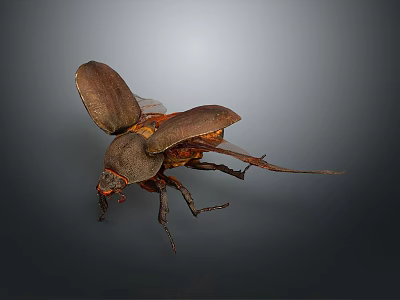 Detailed Brown Beetle With Open Wings And Long Legs On Dark Background 3d model