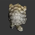 Realistic Stone Turtle Sculpture With Detailed Shell And Textured Limbs 3d model