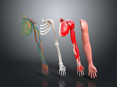 Human Arm Anatomy Displaying Nerve Vessel Bone Muscle And Skin Structures 3d model