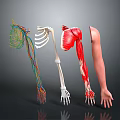 Human Arm Anatomy Displaying Nerve Vessel Bone Muscle And Skin Structures