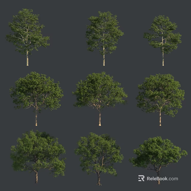 Various Tall Arbor Trees With Lush Green Foliage And Strong Trunks 3d model 