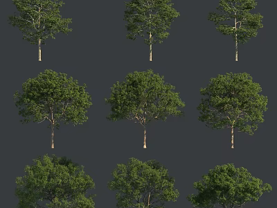 Various Tall Arbor Trees With Lush Green Foliage And Strong Trunks 3d model