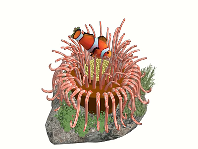 Colorful Clownfish Swimming in Pink Sea Anemone near Rock and Green Seaweed 3d model