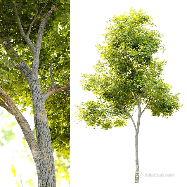 Lush Green Arbor With Strong Trunk And Dense Foliage Details 3d model 
