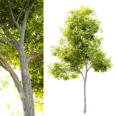 Lush Green Arbor With Strong Trunk And Dense Foliage Details 3d model