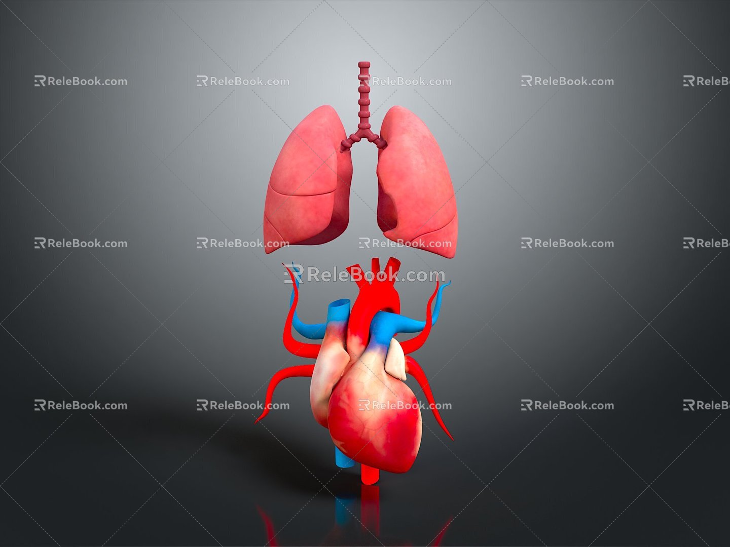 Respiratory organs Human respiratory organs Human respiratory system Respiratory system model Lung model 3d model