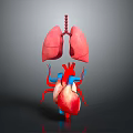 Medical Device 3D Anatomical Model With Human Lungs And Heart Structure 3d model
