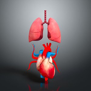 Respiratory organs Human respiratory organs Human respiratory system Respiratory system model Lung model 3d model