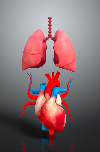 Respiratory organs Human respiratory organs Human respiratory system Respiratory system model Lung model 3d model