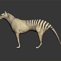 3D Rendered Thylacine Model With Striped Tail Standing On Gray Background With Reflection