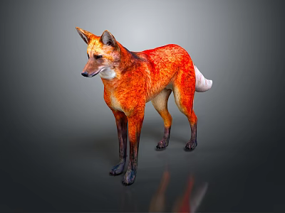 Red Fox 3D Character Model With White Tail Tip Standing On Dark Background 3d model