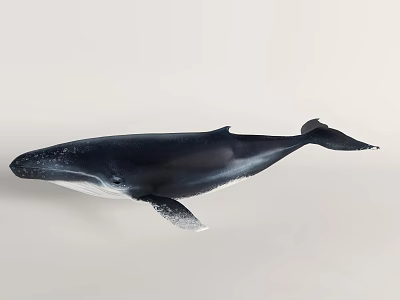 modern whale blue whale sperm whale taxidermy 3d model