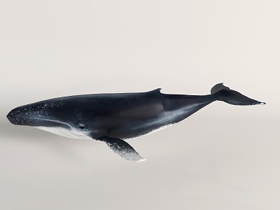 modern whale blue whale sperm whale taxidermy 3d model