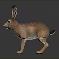 Realistic Brown Hare With Long Ears Standing On Dark Reflective Surface
