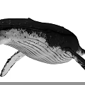 Black and White Whale with Water Droplets Swimming on Black Background 3d model