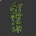 Green Bamboo Clusters With Tall Stems And Lush Fresh Leaves