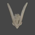 Detailed Sheep Skull With Large Curved Horns On Dark Background