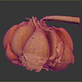 Fresh Peeled Garlic Bulb With Separated Cloves And Dry Outer Skin