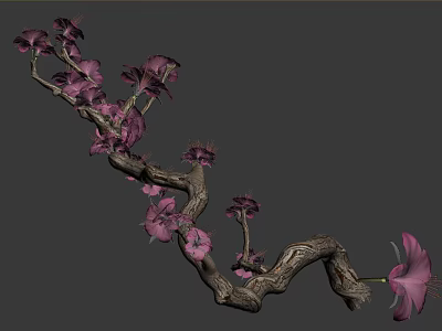 Delicate Blooming Purple Plum Blossoms on Curved Natural Branches with Gray Background 3d model