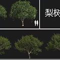Various Fruit Tree Species Including Plum Mango Pear And Apple Trees With Different Sizes 3d model