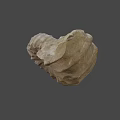 Detailed Ancient Ammonite Fossil With Spiral Shell Structure From Marine Habitat