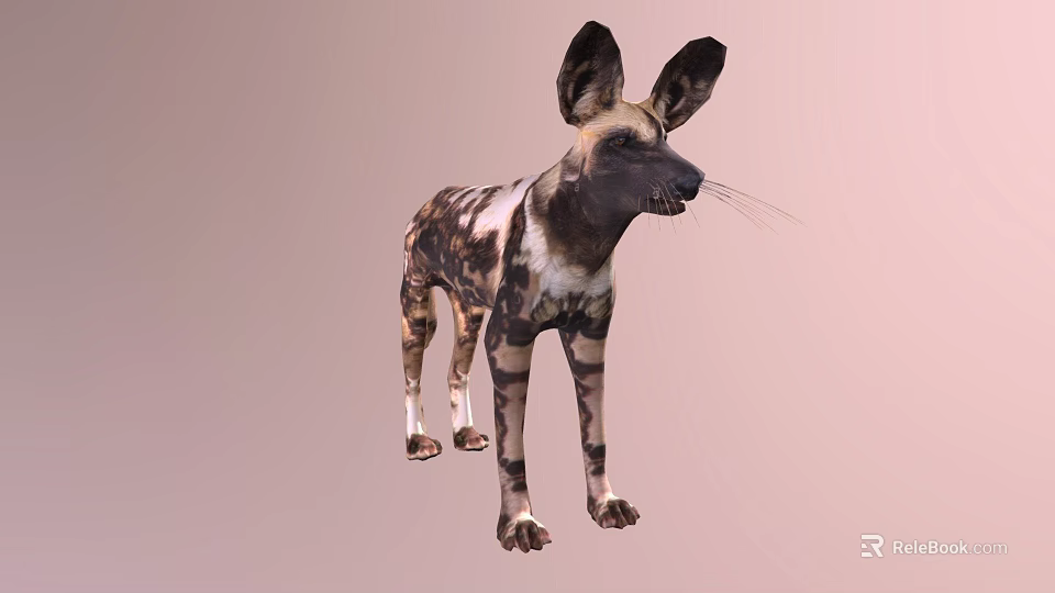 African Wild Dog With Distinctive Spotted Coat And Large Ears Standing 3d model 