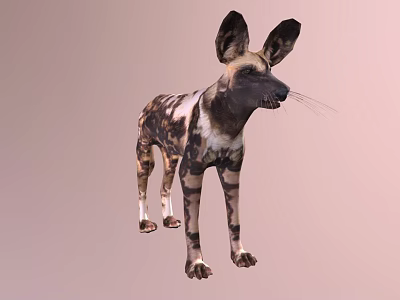 African Wild Dog With Distinctive Spotted Coat And Large Ears Standing 3d model