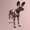 African Wild Dog With Distinctive Spotted Coat And Large Ears Standing