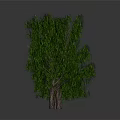Green Trees With Lush Foliage And Various Sizes Arranged In Row On Gray Background