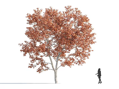 Tall Deciduous Tree with Vibrant Orange Red Leaves and Silhouette Figure Beside It 3d model