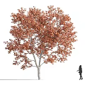 Tall Deciduous Tree with Vibrant Orange Red Leaves and Silhouette Figure Beside It
