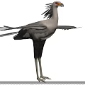 Secretary Bird Spreading Its Wings In A Natural Landscape
