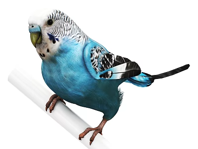 Blue Budgie Perched On White Stick With Vibrant Blue Feathers 3d model