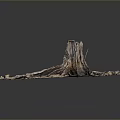 Natural Plant Growth Environment With Dry Wood Stones And Sandy Ground