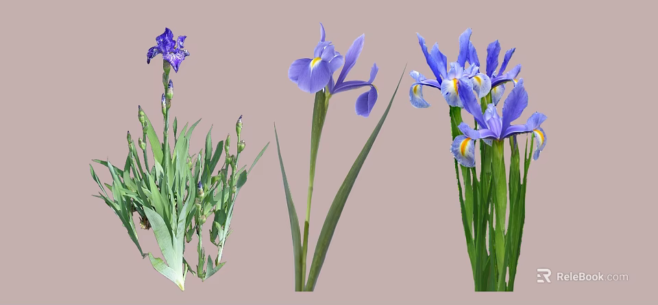 Beautiful Garden Shrub Adorned With Purple Iris Flowers And Green Leaves 3d model 