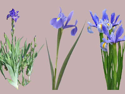 Beautiful Garden Shrub Adorned With Purple Iris Flowers And Green Leaves 3d model
