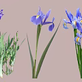 Beautiful Garden Shrub Adorned With Purple Iris Flowers And Green Leaves