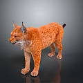 Orange Spotted Lynx With Tufted Ears And Short Tail In 3D Rendered