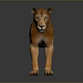 Realistic Lioness 3D Model With Orange Brown Fur Standing On Gray Gradient Background 3d model