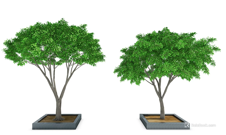Lush Green Arbor Trees In Square Planters With Dense Foliage And Healthy Growth 3d model 