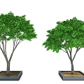 Lush Green Arbor Trees In Square Planters With Dense Foliage And Healthy Growth