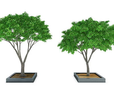 Lush Green Arbor Trees In Square Planters With Dense Foliage And Healthy Growth 3d model