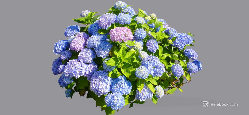 Vibrant Hydrangea Flowers In Blue Purple Pink Hues With Lush Green Leaves 3d model 
