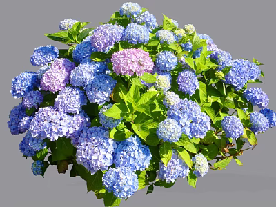 Vibrant Hydrangea Flowers In Blue Purple Pink Hues With Lush Green Leaves 3d model