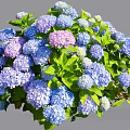 Vibrant Hydrangea Flowers In Blue Purple Pink Hues With Lush Green Leaves
