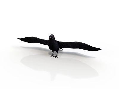 Black Bird With Spread Wings Standing on White Surface With Reflection 3d model