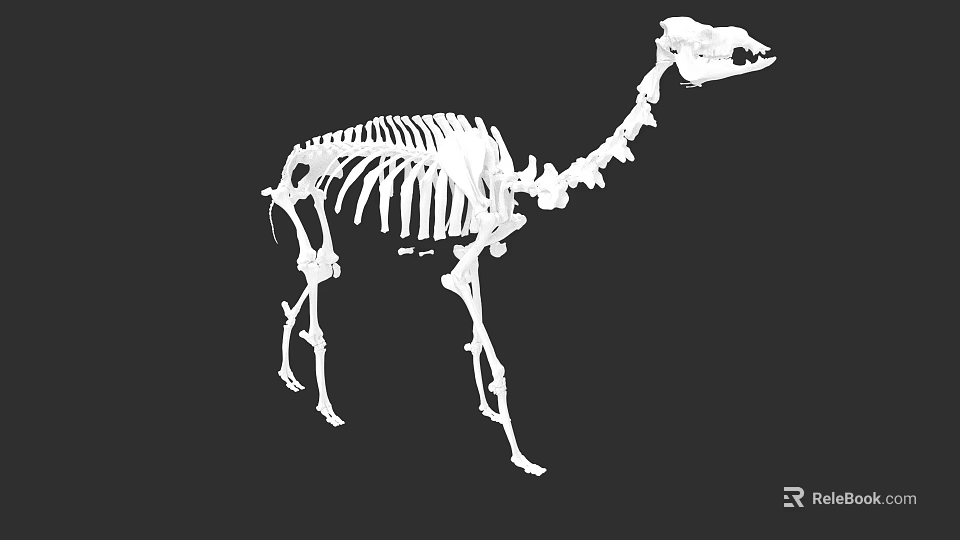 Detailed Camel Skeleton Anatomical Structure 3D Rendering Isolated On Black Background 3d model 