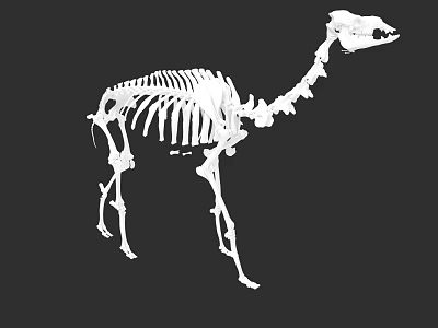 Detailed Camel Skeleton Anatomical Structure 3D Rendering Isolated On Black Background 3d model