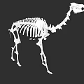 Detailed Camel Skeleton Anatomical Structure 3D Rendering Isolated On Black Background