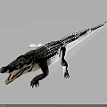 Crocodile With Open Mouth Brown Head And White Body In Dark Background